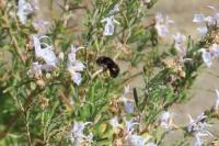 Anthophora_plumipes project thumbnail