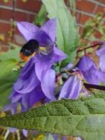 Bombus_Lapidarius project thumbnail