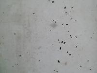 Pest_Detection_YOLO11 project thumbnail