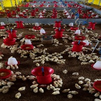 chick_detection project thumbnail