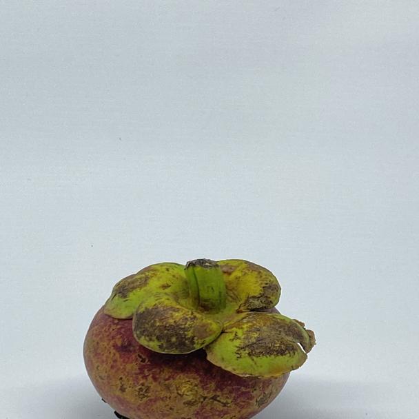 Manggisprimary Object Detection Dataset and PreTrained Model by