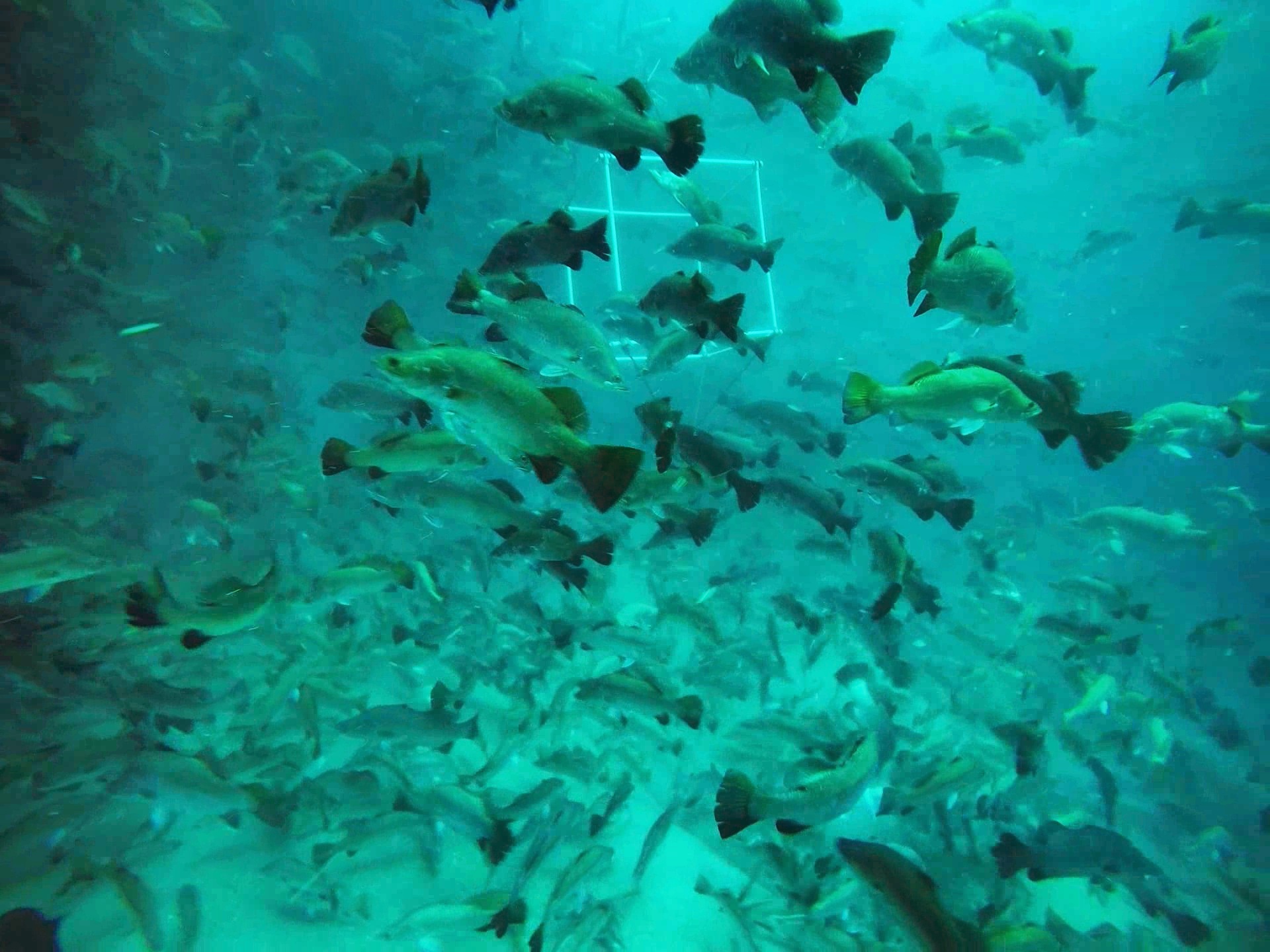 Fish Project R fish_project Instance Segmentation Model by fishproject