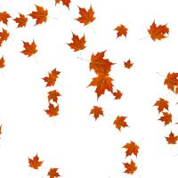 leaves project thumbnail