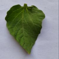 Tomato_Disease_Classification project thumbnail
