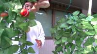 tomato_4EASR project thumbnail
