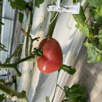 tomato_anna_origin project thumbnail