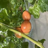 tomato_segment1 project thumbnail