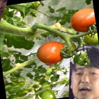 tomato_face project thumbnail