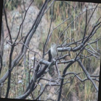 BirdDetection project thumbnail