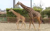 動物園の動物分類 project thumbnail
