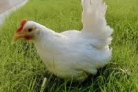 Chicken Duck Bird project thumbnail