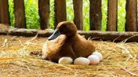 Chicken, bird, duck project thumbnail