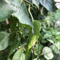Chilli project thumbnail