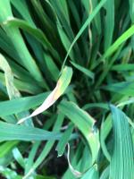 Dataset Plants Disease project thumbnail