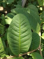 Daun Jambu Normal project thumbnail