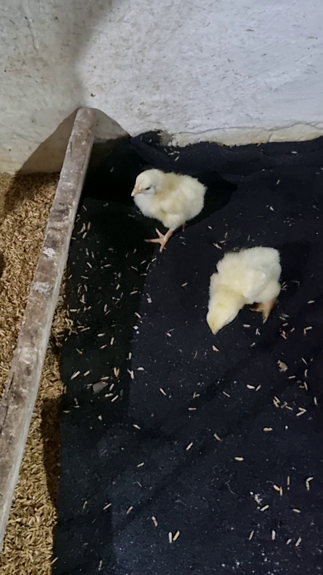 Chicks v2.0 Object Detection Model by Chick Select