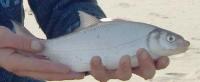 finly-fish-detector project thumbnail