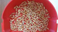 Unhealty Wheat project thumbnail