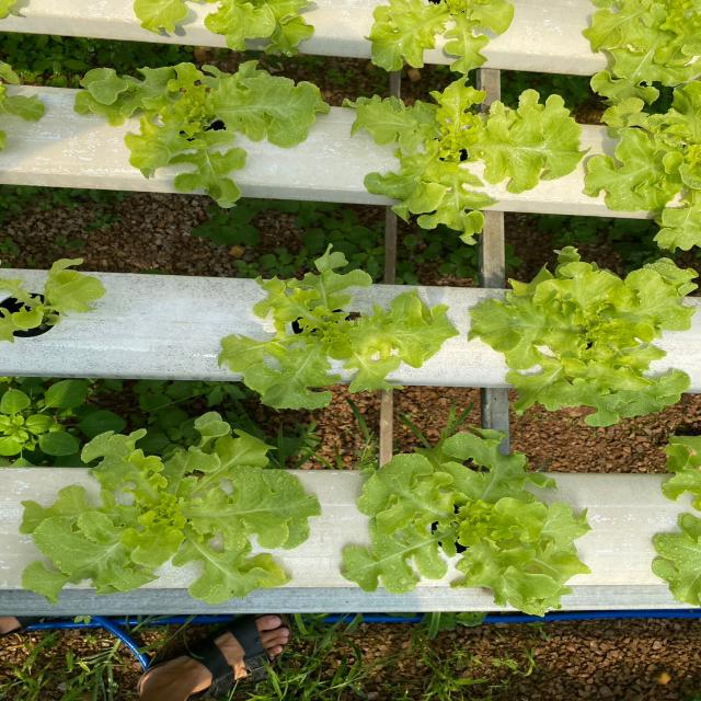 Lettuce Harvest Prediction Object Detection Model by Samandini Jayasinghe