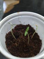 hydro-plant-day1-test project thumbnail