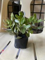 Plant Detector project thumbnail