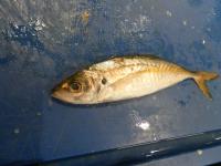 Klasifikasi Ikan project thumbnail