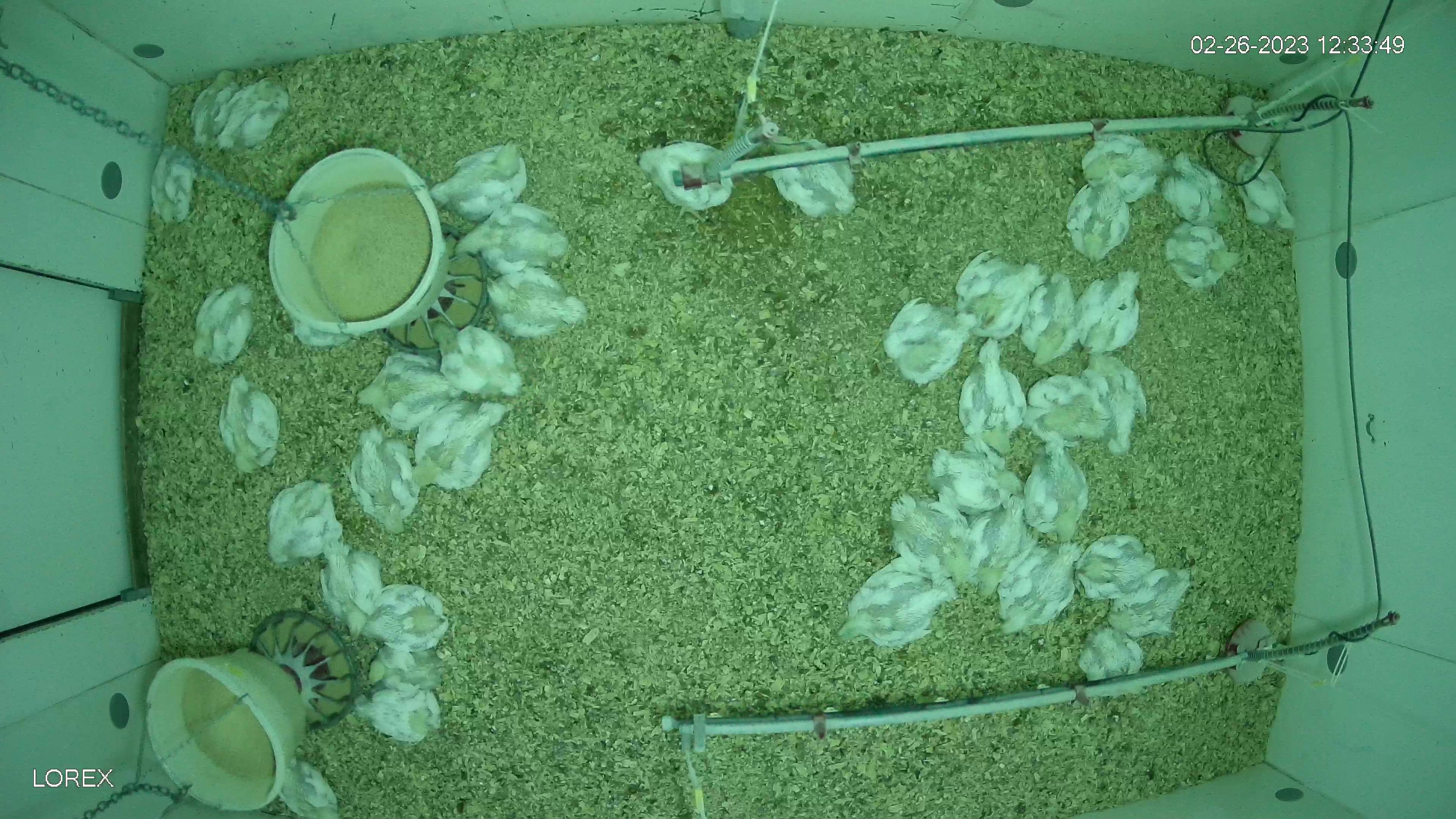 chicks_target_test Object Detection Dataset by Chicken