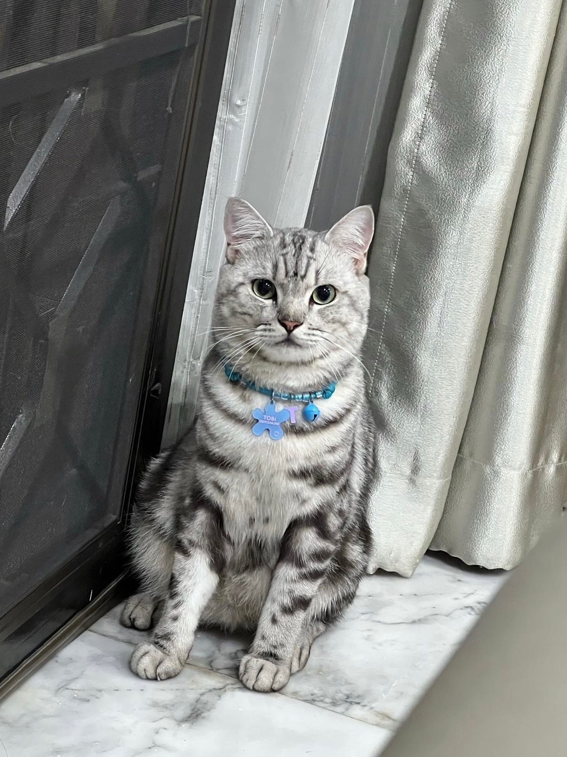 train-cat11 Object Detection Dataset by siriwan