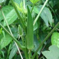 okra_phenotyping project thumbnail