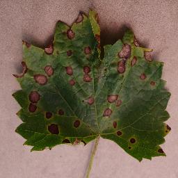 Grape Leaf Diseases Object Detection Model (v1, grape-noaug-640x640) by ...
