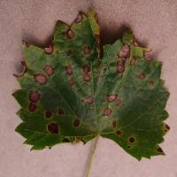 Grape Leaf Diseases project thumbnail