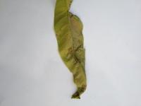 MangoLeaf project thumbnail