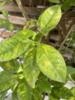 Calamansi Images project thumbnail