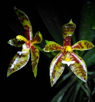 Phalaenopsis project thumbnail