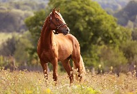 horse project thumbnail