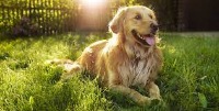 dog detection project thumbnail