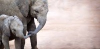elephant detection project thumbnail