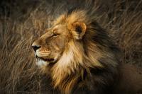 male and famale lion detection project thumbnail