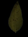 soyabean-poly-dam-and-dehyd project thumbnail