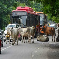 cow detection project thumbnail