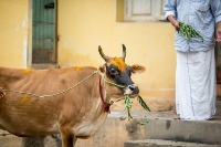 animal detection project thumbnail