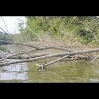 rock_tree project thumbnail