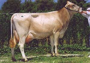 cow 2 Object Detection Dataset by Animal