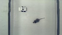 QR_WithFakemice project thumbnail