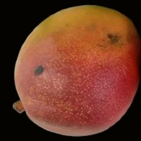 MANGO DISEASE project thumbnail