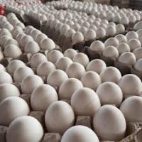 types of eggs project thumbnail