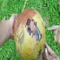 coconut-maturity-amodal project thumbnail