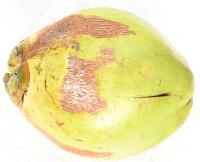 Coconut-Maturity project thumbnail