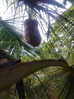 coconut-maturity project thumbnail