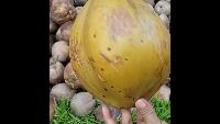 Coconut Maturity Detection project thumbnail